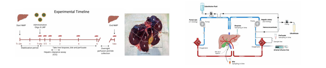 サンプルイメージ